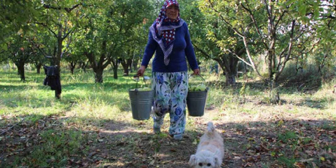 Bu sefer bereketli hasat yok: Zirai don vurdu, ağaçlar meyve vermedi! 2